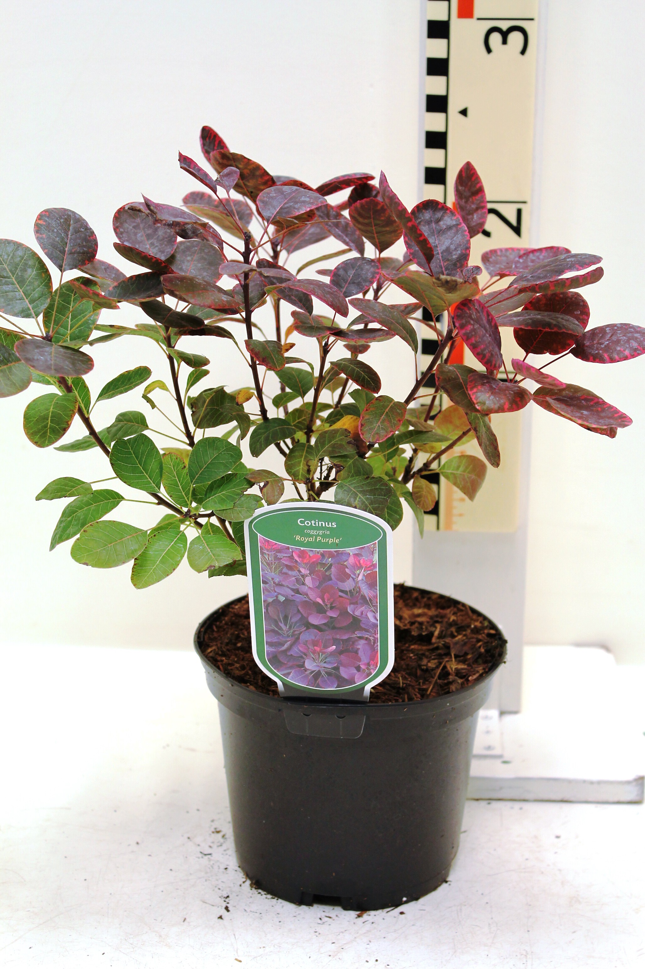 Cotinus coggyria 'Royal Purple' c2